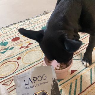 [푸디웜] 라포그 리얼인섹트 소프트키블 스킨 1KG — 5점을 준 리뷰어가 2022년 9월 올린 사용 사진