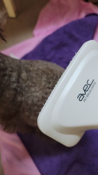 아베크 펫 강아지 고양이 애견 에어 브러쉬 드라이기 올인원 — 5점을 준 리뷰어가 2021년 7월 올린 사용 사진