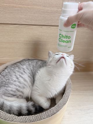 whol 키토클린 200ml - 항균항바이러스 강아지 눈 코 입 귀 세정탈취 고양이 턱드름제거 무향 워터리스 대용량 — 4.5점을 준 리뷰어가 2022년 10월 올린 사용 사진