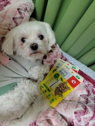 [레모나] 강아지 레모나 강아직 영양 간식 4종 택 1 — 5점을 준 리뷰어가 2023년 12월 올린 사용 사진