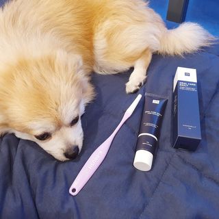 코코몰리 오랄케어 데일리 맛있게 건강한 반려동물 안심치약 — 5점을 준 리뷰어가 2021년 3월 올린 사용 사진