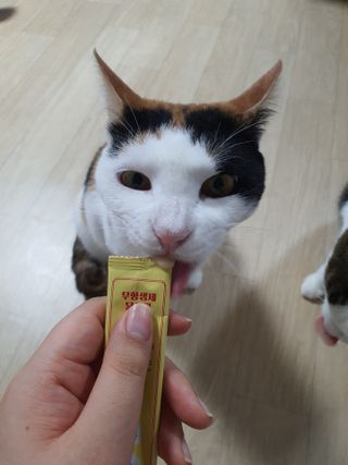 페페로니 잘 먹는 캣츄 - 무항생제 닭고기 12개 + 원양선 참치 12개 — 5점을 준 리뷰어가 2021년 8월 올린 사용 사진