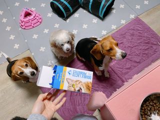 씨디랩 장 건강과 구강 건강을 한 번에 더블락토 강아지 고양이 유산균 — 5점을 준 리뷰어가 2021년 1월 올린 사용 사진