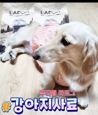 [푸디웜] 라포그 리얼인섹트 소프트키블 스킨 1KG — 5점을 준 리뷰어가 2022년 9월 올린 사용 사진