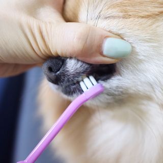사슴꽃눈물님이 올린 리뷰 사진 1