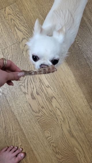 [보헤리] 국내산 강아지 육포간식 바삭 64 2종 — 4점을 준 리뷰어가 2022년 4월 올린 사용 사진