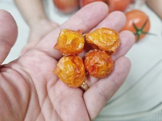 레드닥터 대추방울토마토 + 통째로 동결건조한 대추방울토마토 — 5점을 준 리뷰어가 2022년 12월 올린 사용 사진