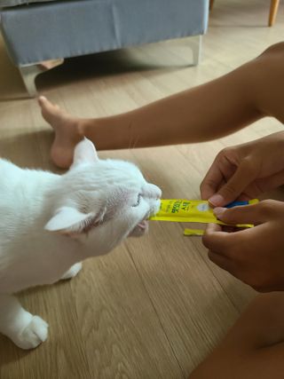 페페로니 맛있는 스틱 - 무항생제 닭고기 15개 + 원양선 참치 15개 — 5점을 준 리뷰어가 2021년 8월 올린 사용 사진