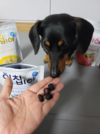 동결건조 과일칩 이치비야 4종 세트 — 5점을 준 리뷰어가 2021년 9월 올린 사용 사진
