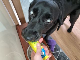 페페로니 맛있는 스틱 - 무항생제 닭고기 15개 + 원양선 참치 15개 — 5점을 준 리뷰어가 2021년 10월 올린 사용 사진