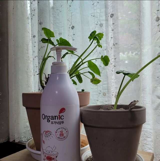 버츠비 화이트닝 샴푸 리뷰 사진