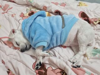 [자유펫] 시코니딘 고양이 강아지 피부 보습 연고 20g — 5점을 준 리뷰어가 2021년 11월 올린 사용 사진