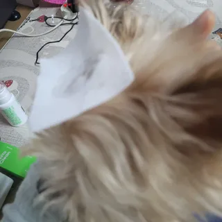 whol 키토클린 200ml - 항균항바이러스 강아지 눈 코 입 귀 세정탈취 고양이 턱드름제거 무향 워터리스 대용량 — 5점을 준 리뷰어가 2022년 10월 올린 사용 사진