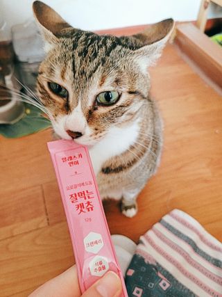 페페로니 잘 먹는 캣츄 - 알래스카 연어 24개입 — 4점을 준 리뷰어가 2021년 7월 올린 사용 사진