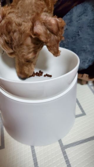 펫21 그로그로 본 강아지 고양이 반려동물 한방 영양제 관절 영양제 — 5점을 준 리뷰어가 2022년 1월 올린 사용 사진