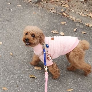 베이컨박스 [BACON] 고아웃클럽 산책 안전벨트 라이트 - 소형견용 — 5점을 준 리뷰어가 2021년 12월 올린 사용 사진