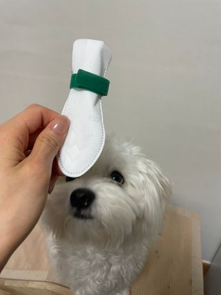 코보콩 에어슈즈 강아지 일회용 신발 소용량 패키지 20매 초경량  미끄럼방지 실내외 겸용 — 4.5점을 준 리뷰어가 2022년 2월 올린 사용 사진