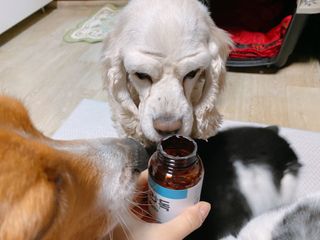 cobemom님이 올린 리뷰 사진 1