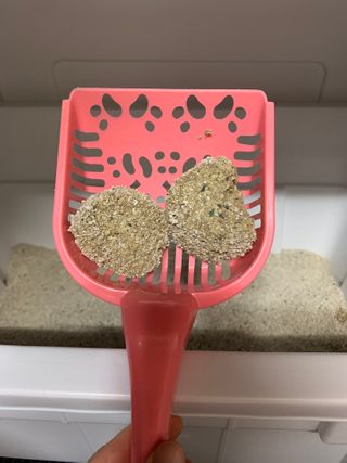 겟플렉스 켓플렉스 캣츠룸BS-1 고양이모래 4kg — 5점을 준 리뷰어가 2021년 3월 올린 사용 사진