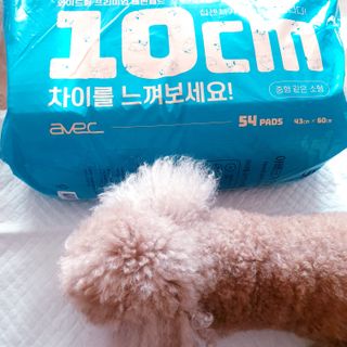 아베크 펫 와이드 프리미엄 중형 애견 강아지 배변 패드 54매 1팩 45g — 5점을 준 리뷰어가 2021년 7월 올린 사용 사진