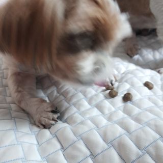 베베츄님이 올린 리뷰 사진 3