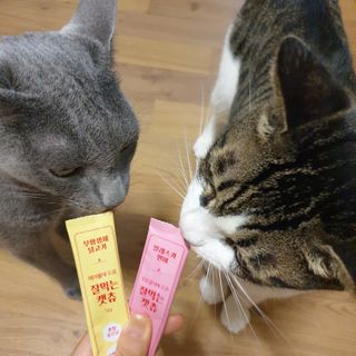 페페로니 잘 먹는 캣츄 - 무항생제 닭고기 12개 + 알래스카 연어 12개 — 5점을 준 리뷰어가 2021년 8월 올린 사용 사진