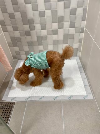 아베크 펫 와이드 프리미엄 대형 애견 강아지 배변 패드 30매 1팩 80g — 5점을 준 리뷰어가 2021년 7월 올린 사용 사진