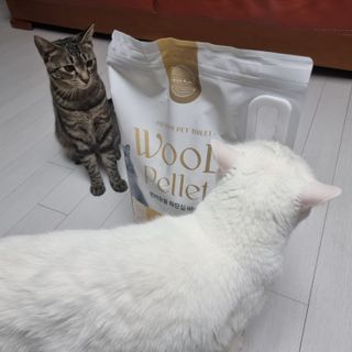 버진플래닛코리아 버진플래닛 고양이 화장실 우드 펠렛 모래 배변 펠릿 — 5점을 준 리뷰어가 2023년 3월 올린 사용 사진