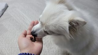 펫21 그로그로 5종 강아지 고양이 반려동물 한방 영양제 — 5점을 준 리뷰어가 2021년 11월 올린 사용 사진