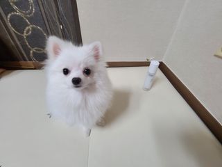튼튼보이맘님이 올린 리뷰 사진 1