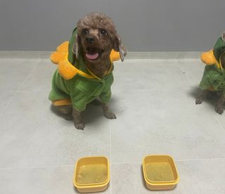 푸들님이 올린 리뷰 사진 4