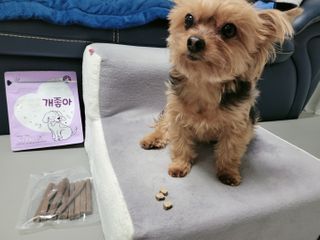 My Pet Care 천연단백질 치아건강에 개좋아 — 5점을 준 리뷰어가 2021년 2월 올린 사용 사진