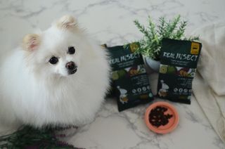 [푸디웜] 라포그  리얼인섹트 웨이트밸런스 저알러지 강아지 사료  1.2KG — 5점을 준 리뷰어가 2021년 7월 올린 사용 사진