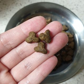 영국 바이탈린 강아지 애견사료 2kg — 5점을 준 리뷰어가 2021년 6월 올린 사용 사진