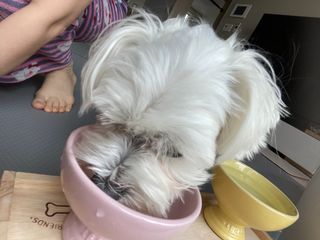 댕댕이님이 올린 리뷰 사진 3