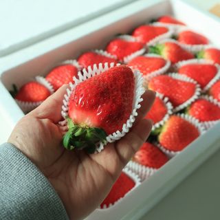 옳음 딸기 논산 설향 딸기 900g 산지직송 — 5점을 준 리뷰어가 2021년 2월 올린 사용 사진