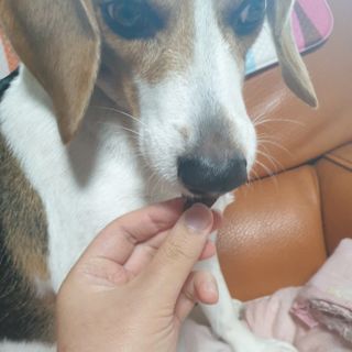 beaglelove님이 올린 리뷰 사진 3