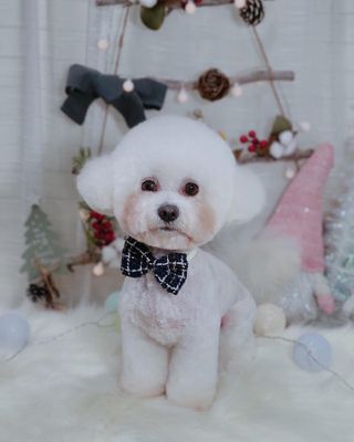 마리앤루이펫샴푸 [mari and louie pet shampoo] — 4점을 준 리뷰어가 2021년 5월 올린 사용 사진