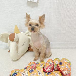 비타크래프트 조에시 하트캔 85g 강아지 습식캔 10캔 — 5점을 준 리뷰어가 2021년 9월 올린 사용 사진