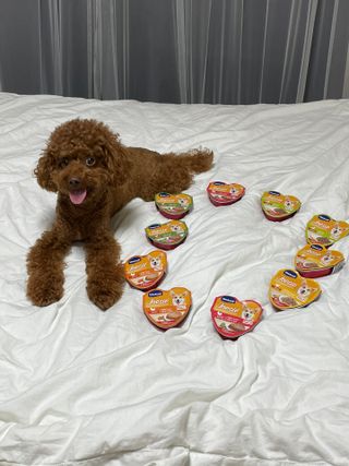 비타크래프트 조에시 하트캔 85g 강아지 습식캔 10캔 — 5점을 준 리뷰어가 2021년 7월 올린 사용 사진