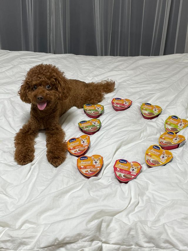 비타크래프트 조에시 하트캔 85g 강아지 습식캔 10캔 리뷰 사진