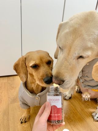 펫21 그로그로 5종 강아지 고양이 반려동물 한방 영양제 — 4점을 준 리뷰어가 2021년 11월 올린 사용 사진