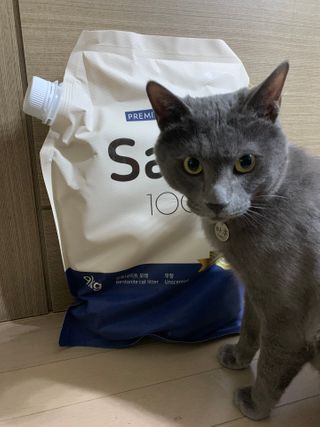 [샌드백] 프리미엄 벤토나이트 고양이모래 — 4점을 준 리뷰어가 2020년 12월 올린 사용 사진