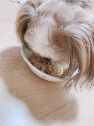 안심댕면 강아지라면 5봉지+쓰담쓰담 종합영양제 2스틱 샘플 증정 — 4점을 준 리뷰어가 2022년 8월 올린 사용 사진