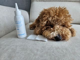 [댕모어 클리너 3종] 아이클리너 / 이어클리너 / 덴탈클리너 3종 세트 (120ml) — 5점을 준 리뷰어가 2023년 10월 올린 사용 사진