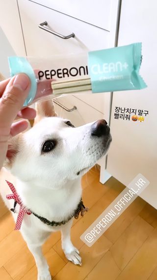 페페로니 2종 세트 클린플러스 덴탈껌 치킨+덕 — 5점을 준 리뷰어가 2021년 8월 올린 사용 사진