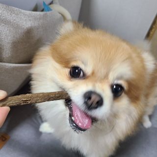 My Pet Care 천연단백질 치아건강에 개좋아 — 5점을 준 리뷰어가 2021년 1월 올린 사용 사진