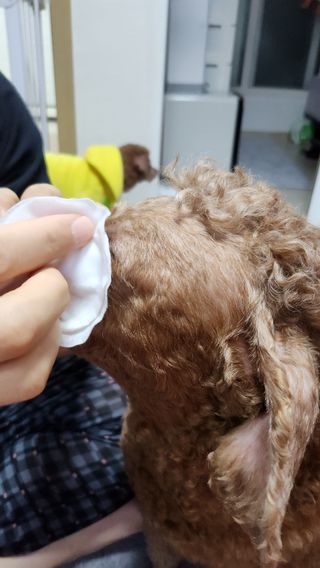 whol 키토클린 200ml - 항균항바이러스 강아지 눈 코 입 귀 세정탈취 고양이 턱드름제거 무향 워터리스 대용량 — 5점을 준 리뷰어가 2023년 2월 올린 사용 사진