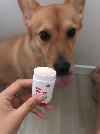 [레드허니밤]자유펫 고양이 강아지 발바닥 밤 14g — 5점을 준 리뷰어가 2021년 10월 올린 사용 사진