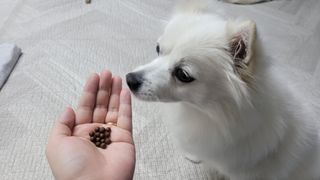 펫21 그로그로 5종 강아지 고양이 반려동물 한방 영양제 — 5점을 준 리뷰어가 2021년 11월 올린 사용 사진